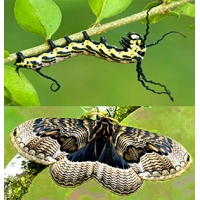 Brahmaea tancrei Asian Owl Moth 5 pupae Brahmaea tancrei Asian Owl Moth 5 pupae